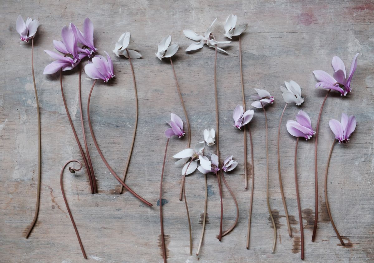 © Studio Cécile Daladier